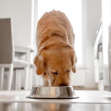 Homemade Dog Food vs. Fresh Delivery: Which is Better? | Fresh Dog Food Delivery | Blog Post