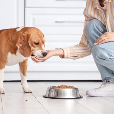 Top Superfoods You Should Add to Your Dog’s Diet | Fresh Dog Food Delivery | Blog Post